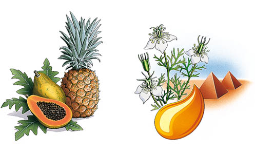 Illustration Pflanzen